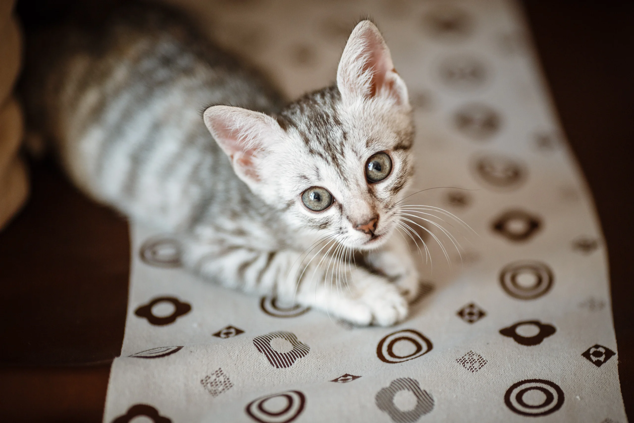 curious-gray-kitten-little-cat-at-home-2026-01-07-02-11-42-utc
