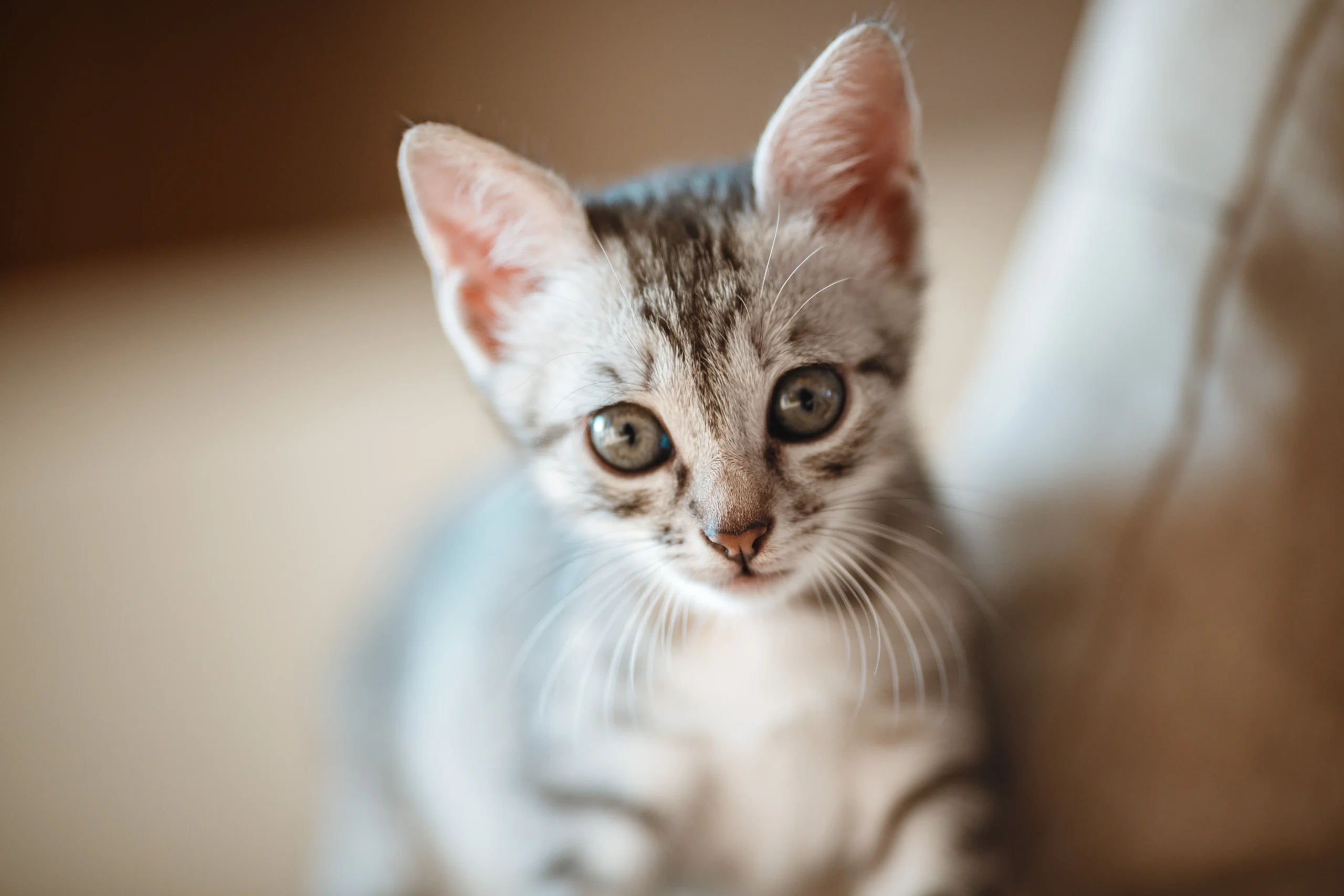 one-month-old-cute-silver-tabby-kitten-2026-01-07-00-45-12-utc