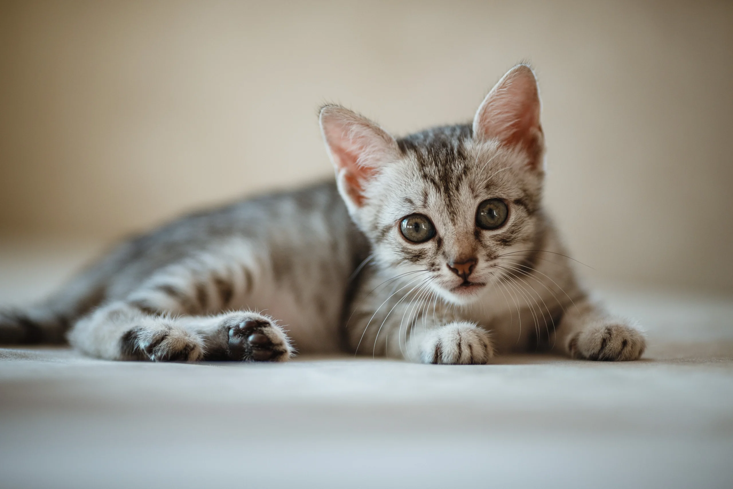 one-month-old-cute-silver-tabby-kitten-2026-01-07-02-10-36-utc