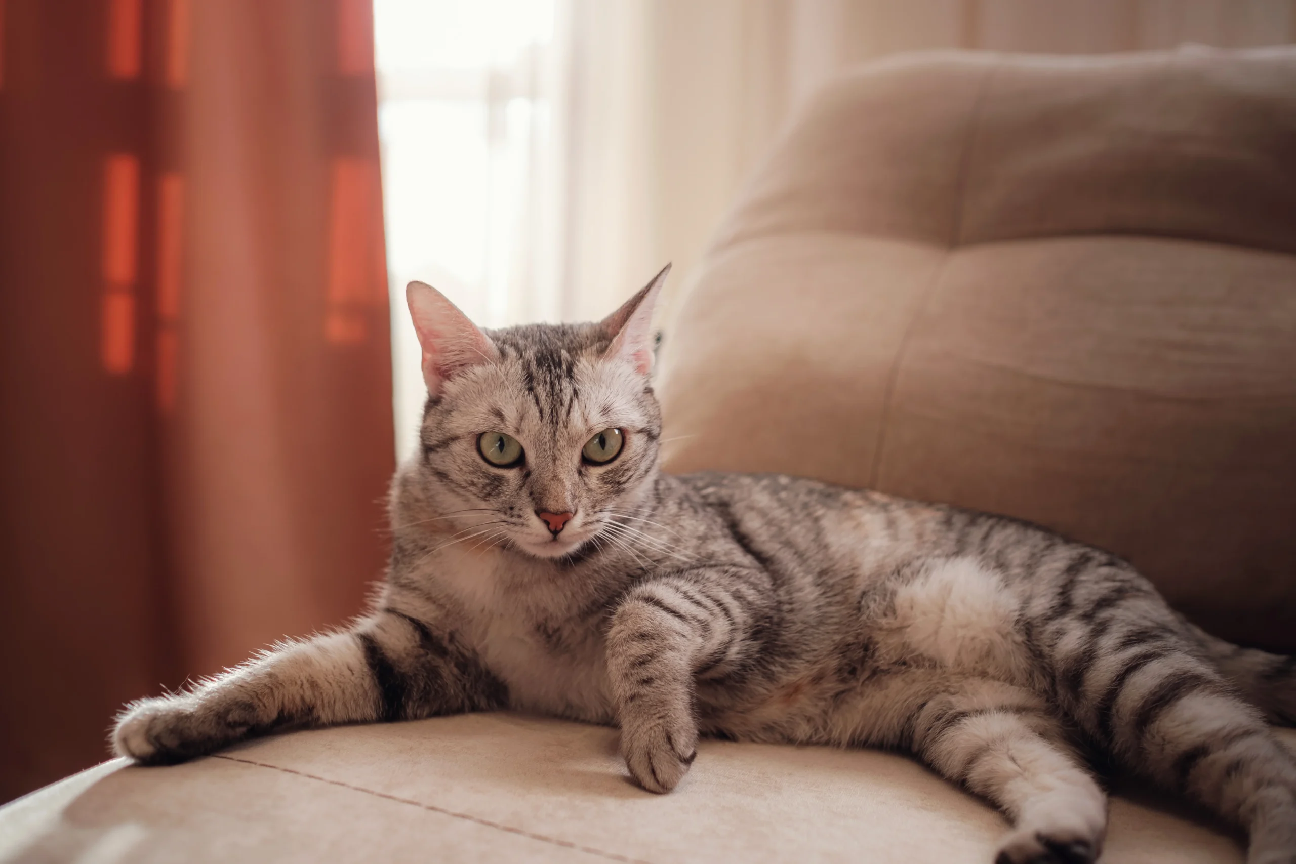 a-funny-gray-cat-rests-on-the-sofa-on-a-sunny-day-2026-01-07-06-14-45-utc